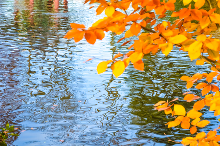 Autumn landscape with colourful trees reflecting in a calm lakeの写真素材