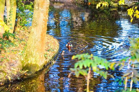 Duck swimming in the riverの写真素材