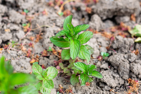 Mint with green leaves plant grown in the garden, soil backgroundの写真素材
