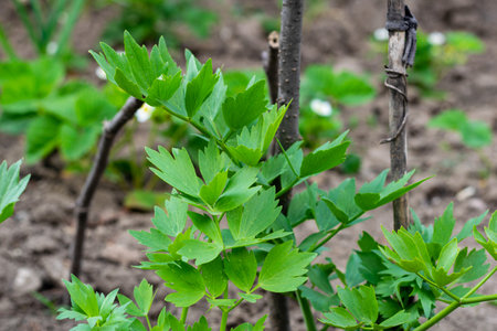 Lovage aromatic spice, herb with green leaves grown in the gardenの写真素材
