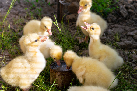 Group of small, yellow and fluffy goslings drinking water from a bowl in the country gardenの写真素材