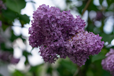 Lilac flower in the tree, purple colorの写真素材