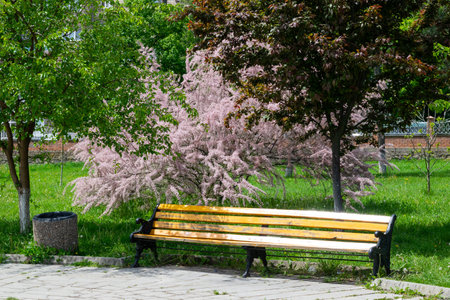 Park bench with trees blooming with pink flowers and leaves.の写真素材