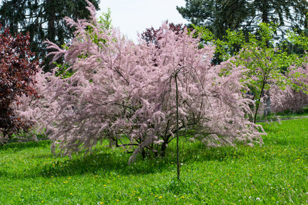 Tamarix bush with pink flowers in the park, garden decorationの写真素材