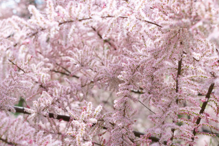 Pink background of blooming tamarix branches, natural textureの写真素材