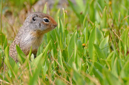 Ground Squirrel in the blooming meadowの写真素材