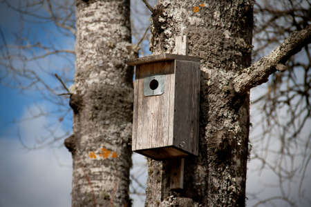 Nesting box on a tree
