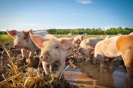 Many cute pigs on a pigfarmの写真素材