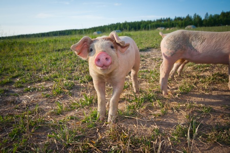 A young pig standing on a fieldの写真素材