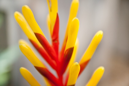 A colorful photo of a plantの写真素材