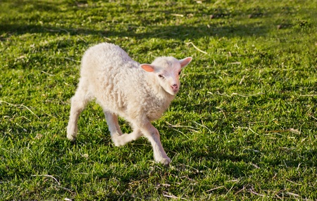 A lamb running on the grass on a farm outside Stockholm, Sweden