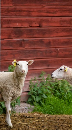 A baby sheep standing infront of a red barn on a farmの写真素材