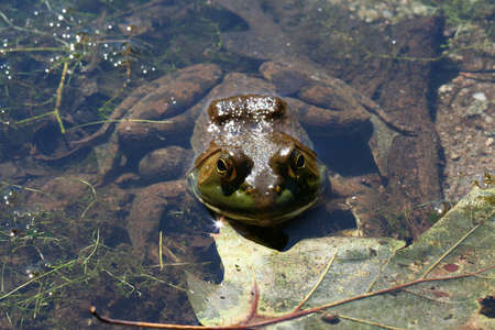 Close-up pond frog