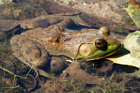 Close-up pond frogの写真素材