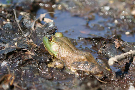 Close-up pond frogの写真素材