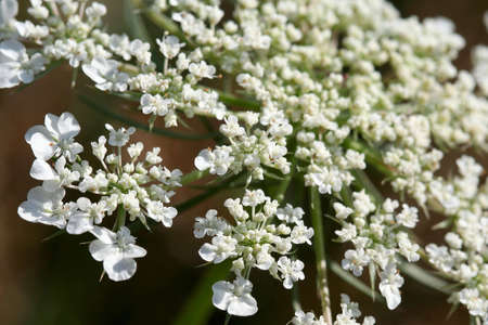 Blooming hemlock