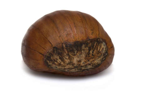 Close-up of single chestnut isolated