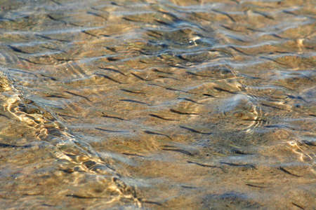 Sunny day at shallow sea. School of young fish.の写真素材