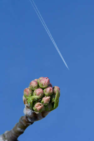 Bud on tree right before blossomの写真素材