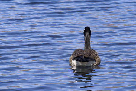 Canadian goose swimming away at a pondの写真素材