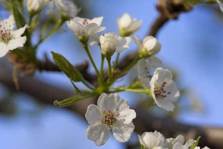 White flower on tree branch over blue skyの写真素材