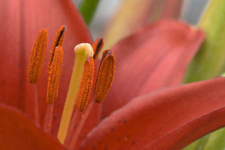 Close-up view of pistil and stamens of red lily (Lilium asiatic hybrid)の写真素材