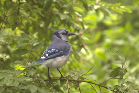 Blue burd (bluejay) sitting on tree branchの写真素材