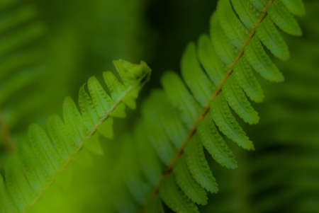 Two green leaves closeup, Hong Kong, China