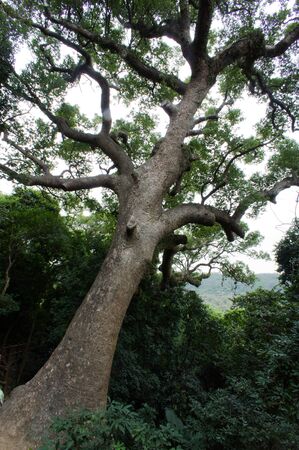 Old tree, Lantau, Hong Kong, Chinaの写真素材