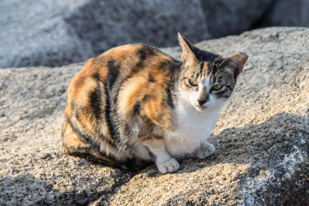 Cat on rock, Tai Po, Hong Kong, Chinaの写真素材