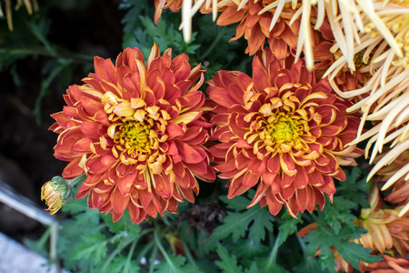 Orange color flower closeup, Hong Kong, Chinaの写真素材