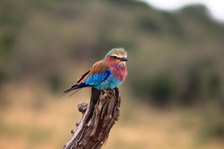 African Roller Birdの写真素材