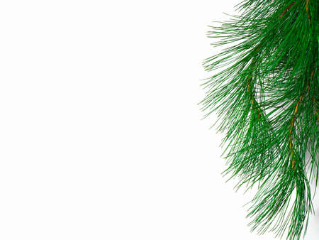 The branch of a christmas tree on white backgroundの写真素材