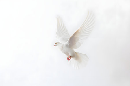 White dove flying on a white background. The concept of freedom.の素材