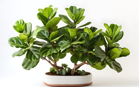 Ficus benjamina plant in pot isolated on white background.の素材