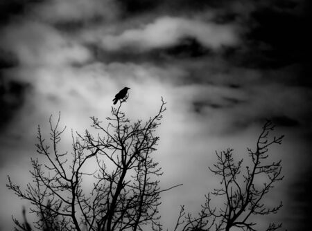 a black raven sits at the very top of a tree and portends trouble