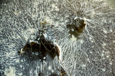 mold on food, dangerous microscopic fungi