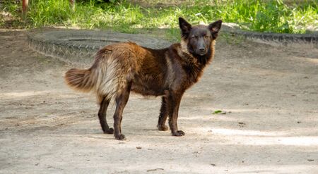 a beautiful lonely dog ??of dark brown, gray and black colors in a clearing looks with sad eyes into...