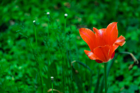 beautiful red tulips in the flowerbed, messengers of spring, sunny day, spring moodの写真素材