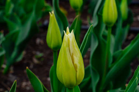 beautiful yellow tulips in the flowerbed, messengers of spring, sunny day, spring moodの写真素材