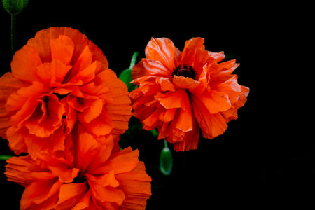 graceful red fragile poppies in the black background, beautiful flowers for a loved one, summer atmosphere, copy spaceの写真素材