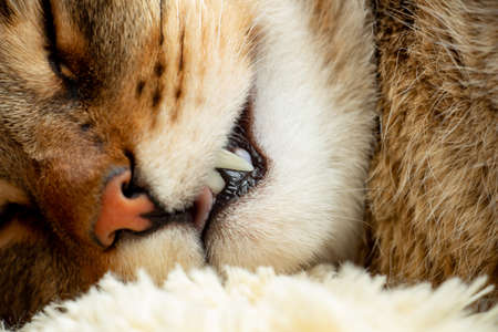beautiful cute cat tired and resting on his pillow, pet sweet dream, macro photographyの写真素材