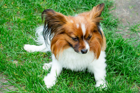 beautiful dog of breed papillon, color - red-brown-white, portraitの写真素材