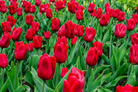 beautiful red, pink tulips in the flowerbed, messengers of spring, sunny day, spring mood