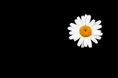white chamomile flower on a black background, isolated, copy space, place for textの写真素材
