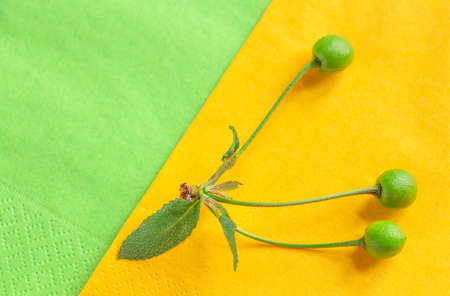 bright spring background - the combination of yellow and light green creates an atmosphere of joy, copy spaceの写真素材