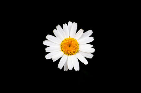 white chamomile flower on a black background, isolated, copy space, place for textの写真素材