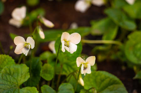 beautiful white flowers in the meadow, floral background of delicate flowersの写真素材
