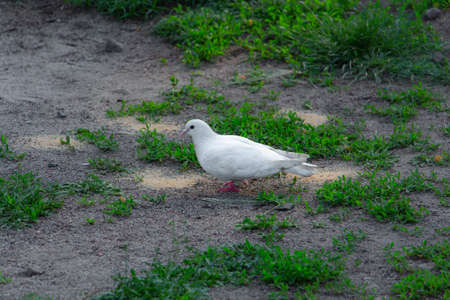 Beautiful white dove in pakra eating grainの写真素材