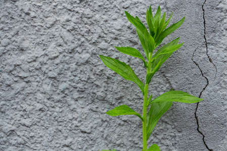 Plaster background, textured gray plaster wall with a lonely plant, copy space, text spaceの写真素材